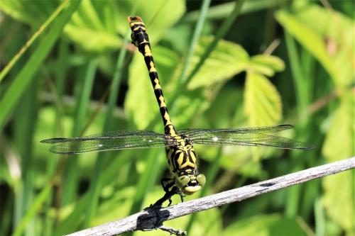 Réf. 268 208 : Onychogomphus forcipatus